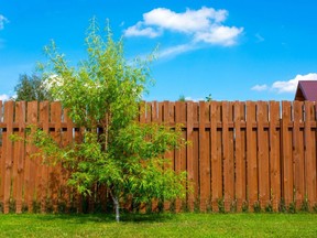 A man in Scotland is accused of having sex with a wooden fence.