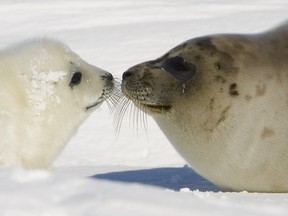 A file picture taken on March 3, 2008 shows a pup harp seal and its mother keeping close on the ice floes, off the coast of the Magdalen Islands, Quebec a few weeks before the annual seal hunt. AFP PHOTO/David BOILY