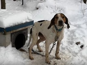 This image was taken from a video which shows 14 dogs left out in the cold.