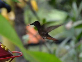 A hummingbird approaches a feeder to get its morning meal at the Adventure Farm and Nature Reserve Bird Observation Centre in Plymouth, Tobago.