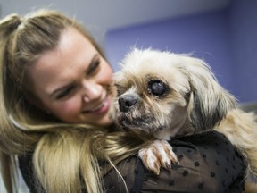 Hannah Sotropa, public relations specialist with the Toronto Humane Society holds one of 16 hoarded dogs turned over to the society.