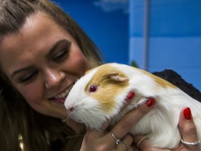 Toronto Humane Society spokesman Hannah Sotropa holds James, a healthy eight-month-old male guinea pig, one of several available for Forever Homes at the Toronto Humane Society, on Thursday, Feb. 13, 2020. (Ernest Doroszuk/Toronto Sun/Postmedia)