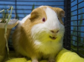 A Guinea Pig. (Ernest Doroszuk/Toronto Sun/Postmedia)