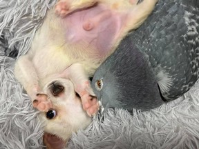 Lundy, a chihuahua puppy, and Herman, a pigeon, play together at The Mia Foundation in New York