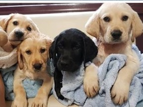 A group of Australian puppies coming to Canada to train under the CNIB's Guide Dogs program