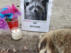 A memorial next to a dead raccoon at the corner of Bathurst and Dundas Sts. in Toronto. Similar vigils, which went viral, were erected in the past few years around the city. REDDIT