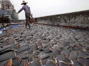 Shark fins laid out to dry in Hong Kong where shark fin soup is considered a delicacy. REUTERS