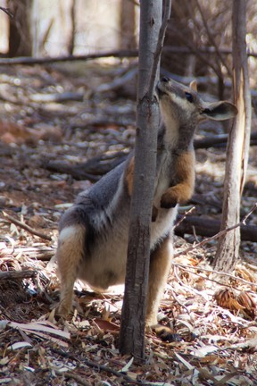On the Arkaba Walk across South Australia’s Wilpena Pound there’s a chance to spot rare and dainty yellow-footed rock wallabies, recently reintroduced.(Peter Neville-Hadley/Horizon Writers’ Group)