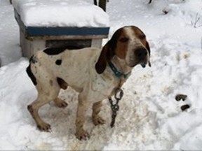 One of the allegedly abused dogs at the Minden Hills property under invesigation for animal cruelty. Handout/Toronto Sun/Postmedia