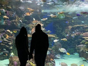 Tourists take in the sights, and fish, at Ripley's Aquarium in downtown Toronto