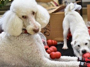 In this Dec. 11, 2019 file photo, Nebbia sits beside the KONG toys as Chef plays with them at the event where the toys are delivered to VCA Canada Western Vet for dogs fighting cancer in Calgary. (Azin Ghaffari/Postmedia Network)