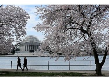 Normally crowded shoulder-to-shoulder with thousands of visitors this time of year, the path under the cherry trees along the Tidal Basin is nearly empty as peak bloom approaches due to the coronavirus March 18, 2020 in Washington, DC.