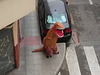 A man in Spain tried to avoid the COVID-19 lockdown by leaving home in a T-Rex costume. (TWITTER)
