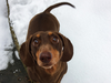 Rolo, a seven-year-old dachshund, sprained his tail after wagging it too much during his owner’s COVID-19 quarantine. (Twitter)