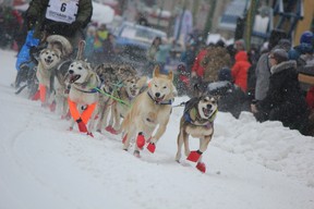 Italian Fabio Berlusconi’s team runs down the chute during the ceremonial start of the Iditarod Trail Sled Dog Race. (IAN SHANTZ/TORONTO SUN)