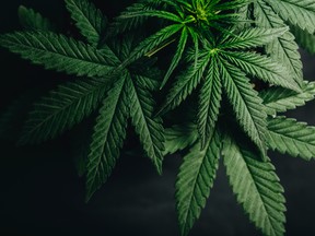 Forty-three per cent of marijuana users say they prefer to buy products online, according to a survey conducted by research firm Maru/Blue, for the cannabis brand Figr.