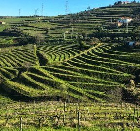 Vinhas ao longo do Vale do Douro perto de Lamego, Portugal.  Brian Pacificum / Postmedia