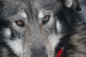 A dog looks on prior to the ceremonial start of the Iditarod Trail Sled Dog Race. (IAN SHANTZ/TORONTO SUN)