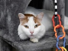 Kate the cat is looking for a forever home.