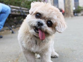Marnie, the Shih Tzu who became viral for her lolling tongue, has died at age 18. (Instagram)