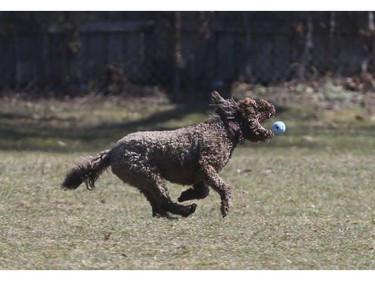 A little Terrier rips across the fields at Topham Park in East York chasing down a ball thrown by its owner. There was a brisk wind and the temperature got up to 10C by mid afternoon on Friday March 27, 2020. Jack Boland/Toronto Sun/Postmedia Network