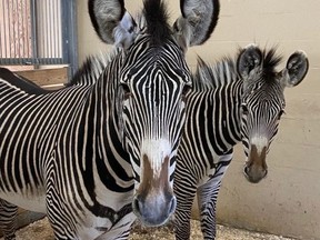 Zebras Jake and Obi starred in the most recent daily video posted on the Toronto Zoo's Facebook page on Wednesday. (supplied photo)