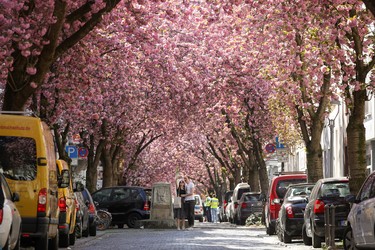 BONN, GERMANY - APRIL 08:  People are seen in the streets of blooming cherry blossom and cherry blossom trees at the historic district (Altstadt) on April 08, 2020 in Bonn, Germany.  The cherry blossoms have been an attraction for numerous tourists in Bonn since the eighties.  (Photo by Andreas Rentz/Getty Images)