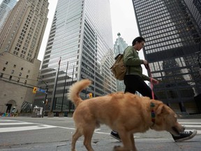 Toronto's financial district looks like a ghost town as a  man walks his dog in the area on March on March 24, 2020. (AFP via Getty Images)