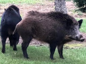 These two wild pigs were spotted in Norfolk County a few years ago.
(Toronto Sun files)