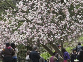 The cherry blossoms attract crowds to High Park each spring. Toronto Sun files)