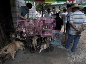 Chinese customers check out dogs in cages on sale at a market in Yulin, in southern China's Guangxi province on June 21, 2015. (AFP PHOTOSTR/AFP/Getty Images)