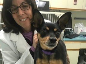 Zoey, a nine-year-old miniature pinscher, with Dr. Jennifer McKay, is recovering at the Central Nova Animal Hospital after being shot during the Nova Scotia massacre.