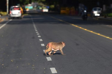 A monkey crosses a road in New Delhi on April 8, 2020. - Hundreds of monkeys have taken over the streets around the Indian president's palace leading an animal offensive taking advantage of the deserted cities as the giant country remains in a pandemic lockdown. With India's 1.3 billion population and tens of millions of cars conspicuous by their absence, wildlife has moved to fill the void while also suffering from the coronavirus fallout. (Photo by Money SHARMA / AFP) (Photo by MONEY SHARMA/AFP via Getty Images)