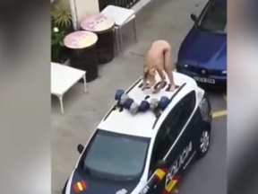 A naked woman stands on a police car in Torremolinos, Spain.