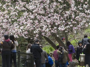 High Park will be closed during the cherry blossom season due to the threat of the COVID-19 pandemic.