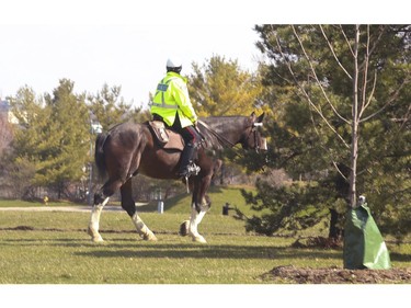 A Toronto Police mounted unit officer on their horse enter Woodbine Park off of Coxwell Ave.  on Wednesday April 8, 2020. Jack Boland/Toronto Sun/Postmedia Network