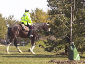 A Toronto Police mounted unit officer enters Woodbine Park off of Coxwell Ave.  on Wednesday April 8, 2020.