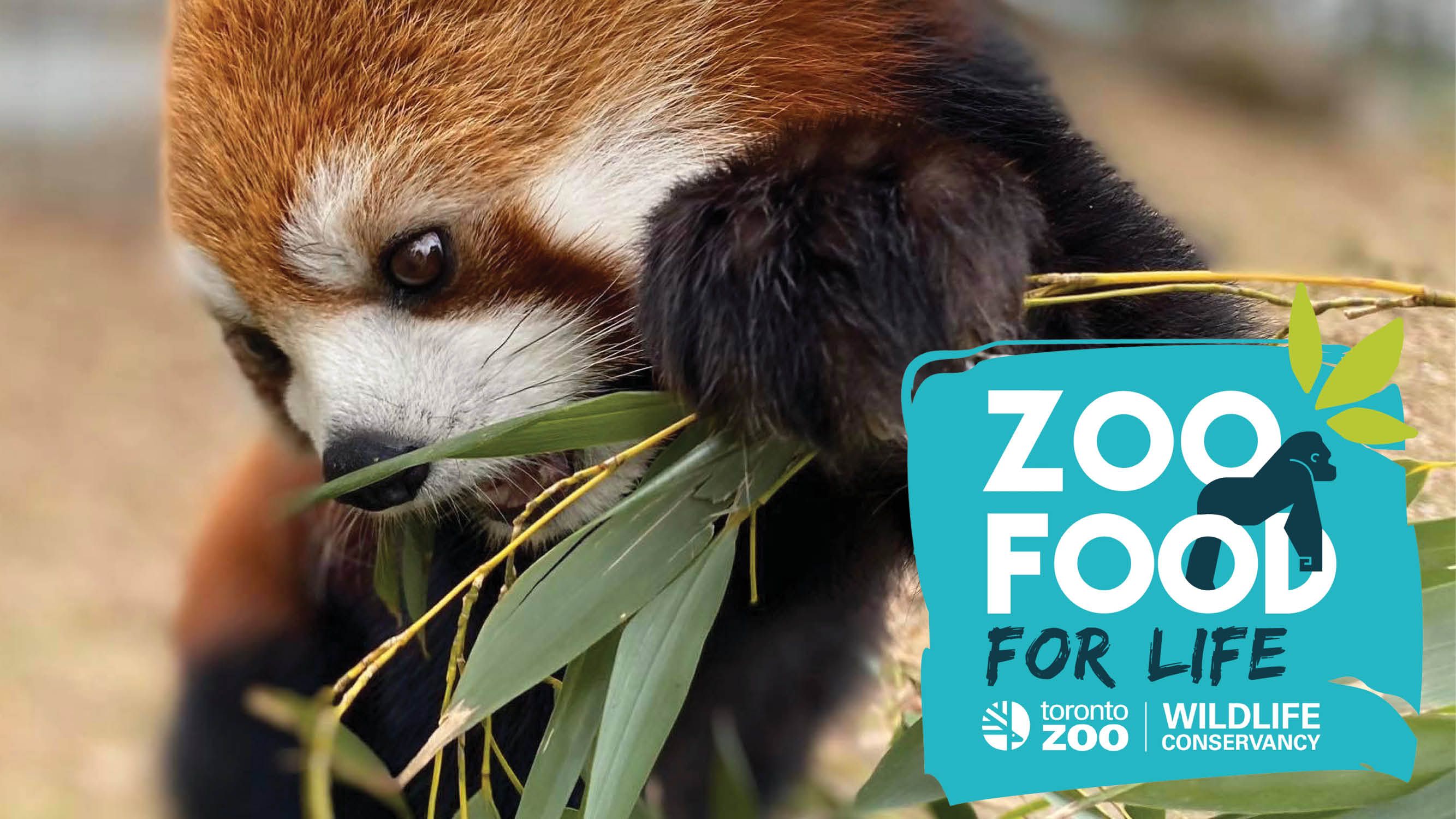 Toronto Zoo Seeking Funds To Help Feed Animals During COVID-19 Closure ...