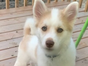 Prince, a five-month-old Pomeranian/husky mix, is missing after a car theft.