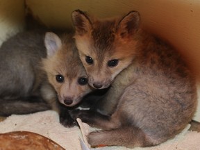 Baby foxes, like these ones, might look cute, but do not approach them.