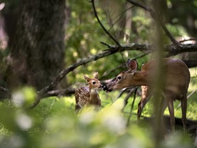 A mother deer and fawn.