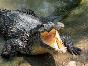a 60-year-old man, who was not named, found himself in the jaws of a crocodile, authorities said this week, but fended it off by stabbing it with a pocketknife a number of times.