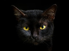 Reports from animal rights activists say black cats in Vietnam are being collected, killed and their bodies ground up as a supposed coronavirus treatment.