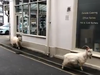 With everyone indoors quarantined, this seaside town in the U.K. was taken over by goats. (Twitter)