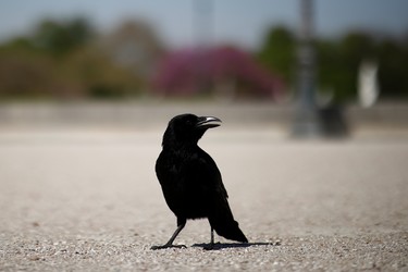 A crow sits in the deserted Tuileries garden in Paris, during a lockdown imposed to slow the spread of the coronavirus disease (COVID-19) in France, April 8, 2020. REUTERS/Benoit Tessier ORG XMIT: PAR31