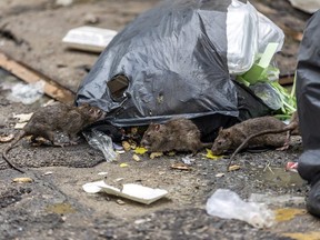 Garbage is the main source of food for rats (CNW Group/Abell Pest Control Inc)