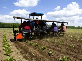 Workers on a farm outside of Komoka get a seat out of the bright sunshine as they ride through tobacco fields Friday, June 14, 2019. (Postmedia Network file photo)