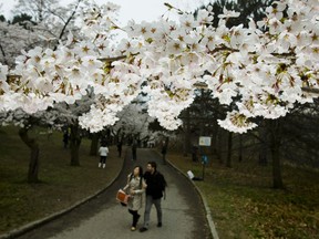 (3)003TorHighParkBlossoms16.JPG. People walk among the cherry blossoms in High Park on Sunday April 15, 2012. Ernest Doroszuk/TORONTO SUN/QMI AGENCY.