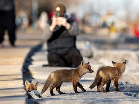 Fox cubs venture out from their den under the boardwalk along Torontos eastern beaches on April 22, 2020.