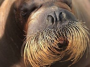 Arnaliaq the walrus